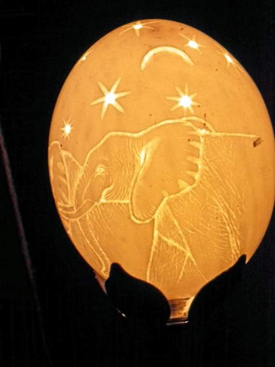 Nette Details Ashnil Mara Camp