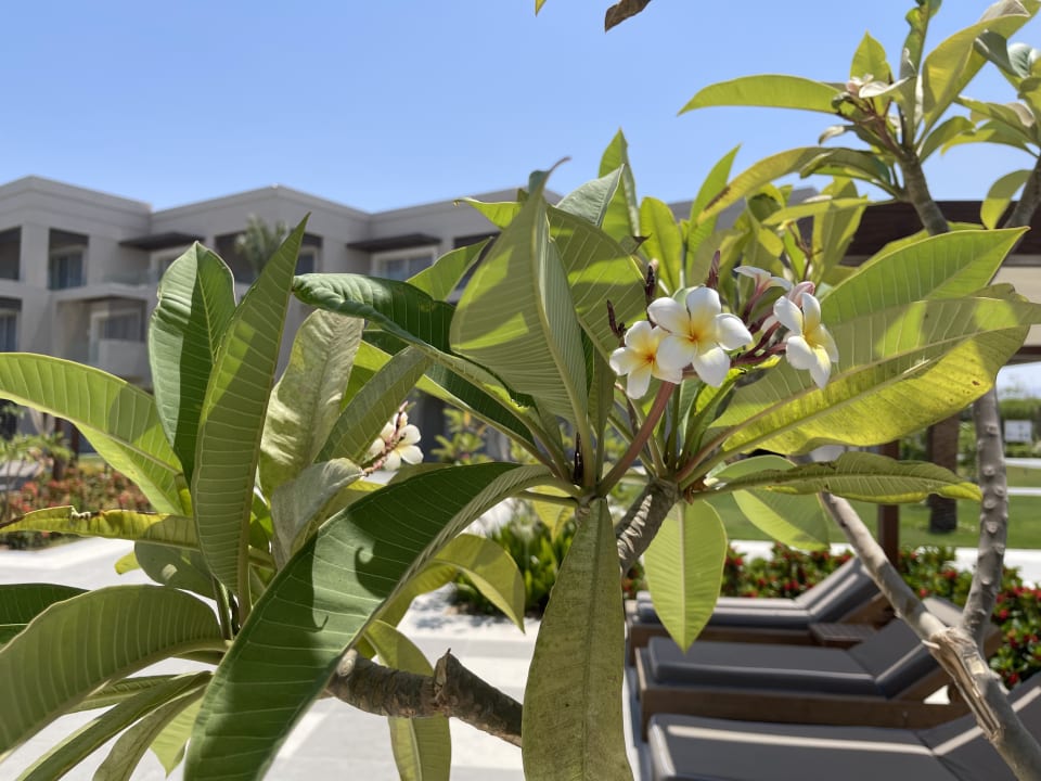 Außenansicht Steigenberger Resort Ras Soma