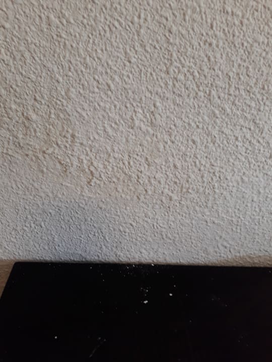 Zimmer blau punta reina