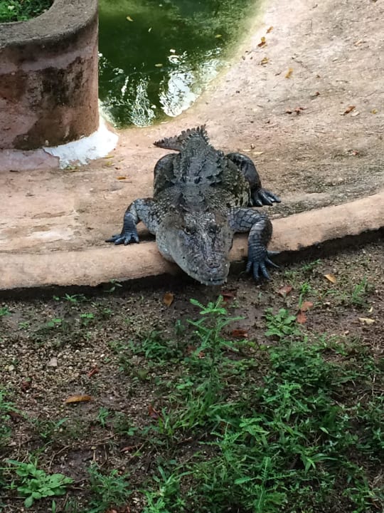 Krokodil Grand Palladium Kantenah Resort & Spa