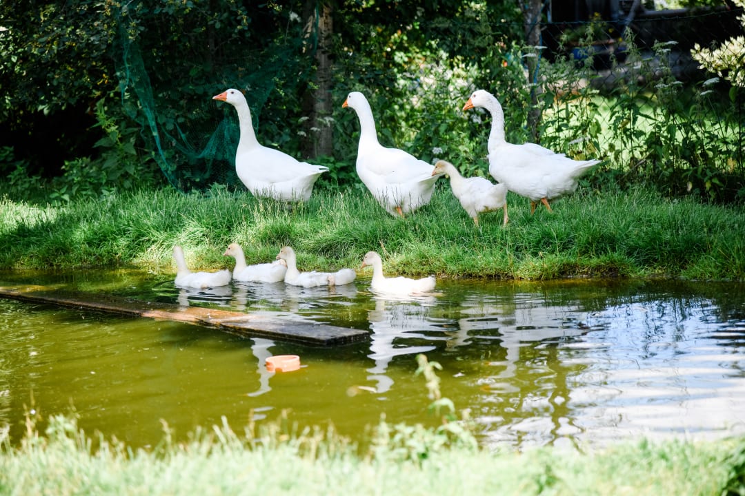 Sonstiges Ferienwohnungen Gullyhof