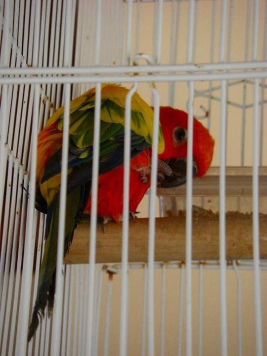 Birdie Kuredu Island Resort & Spa