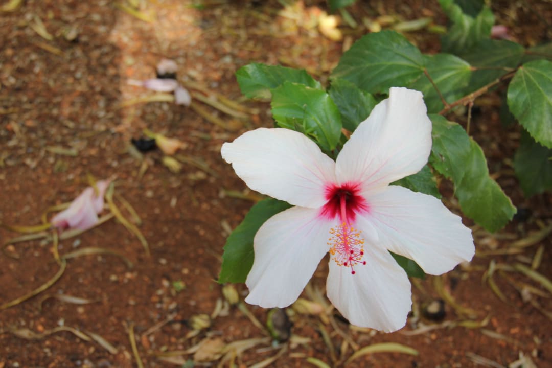 Pięknie kwitnące kwiaty w ogrodzie hotelowym Anissa Beach & Village