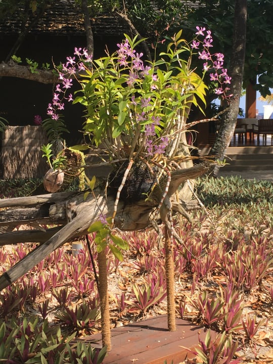 Gartenanlage Adaaran Select Meedhupparu Island Resort - Premium All Inclusive