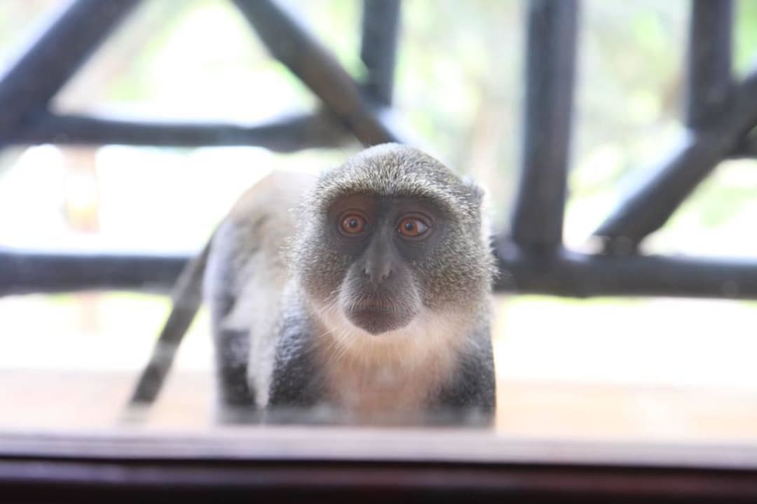 Neugierige Diademmeerkatze Hotel Papillon Lagoon Reef