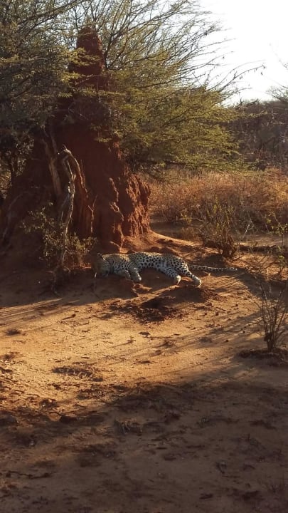 Suche nach dem Leoparden mit Safarifahrzeug Hotel Okonjima The Villa