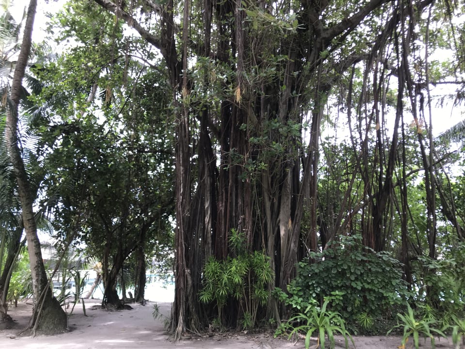 Gartenanlage Kuramathi Maldives