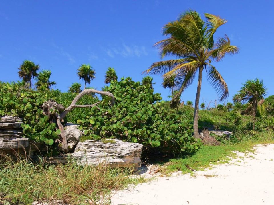 Nicht weit vom Hotelstrand Hotel Riu Tequila