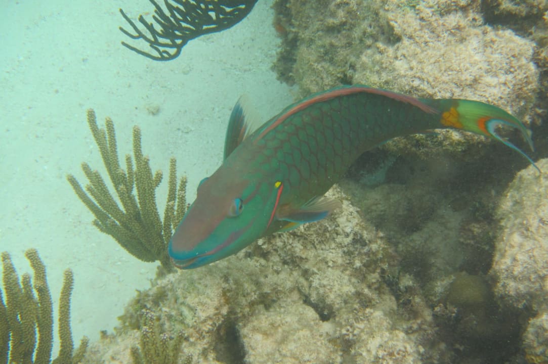 Sport & Freizeit Akumal Bay Beach & Wellness Resort