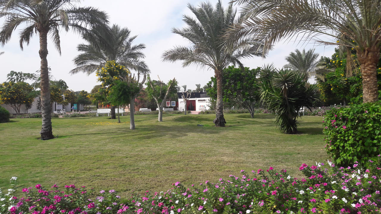 Gartenanlage Desert Rose
