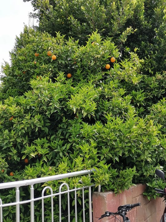 Gartenanlage FUN&SUN Smart Hane Sun Hotel