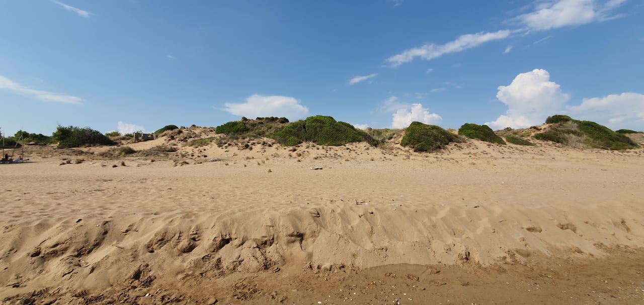 Strand Seashell Vega