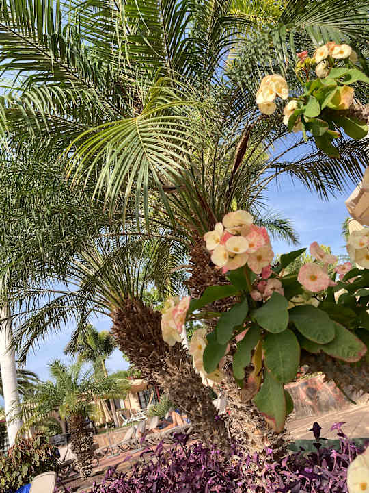 Gartenanlage allsun Hotel Esplendido