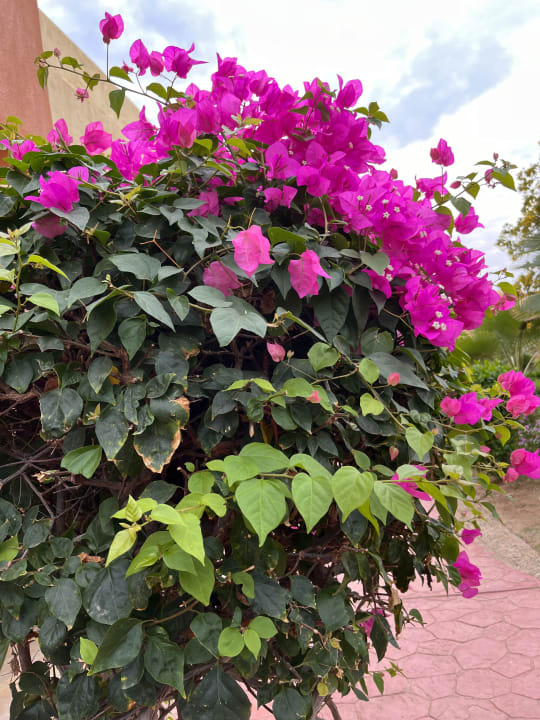 Gartenanlage Wadi Lahmy Azur Resort