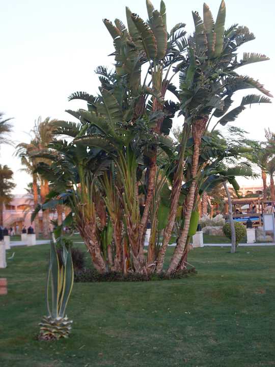 Оазис Beach Albatros Resort