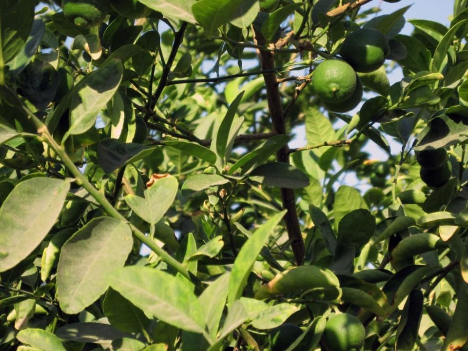 Limettenstrauch Lotus Bay Beach Resort