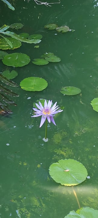 Gartenanlage Hotel Pinewood Beach Resort & Spa