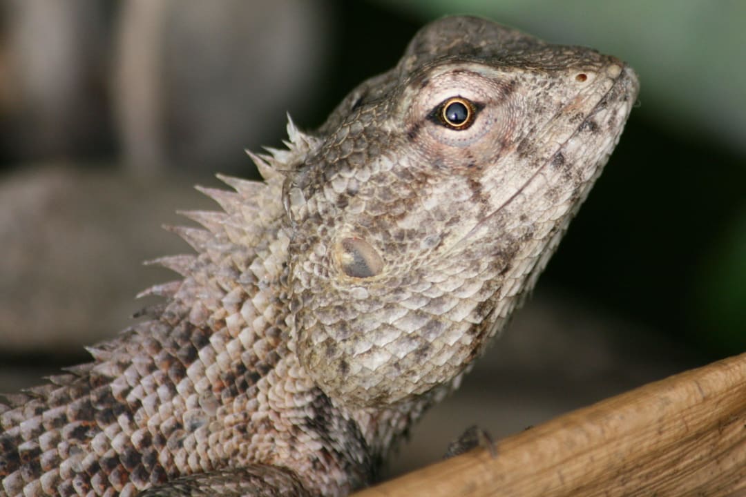 Iguana Adaaran Select Meedhupparu Island Resort - Premium All Inclusive