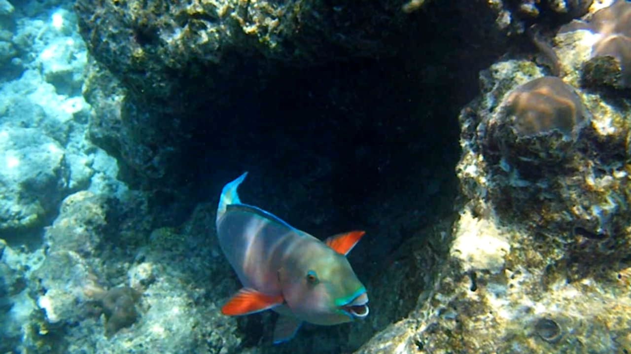 Papageifisch NH Collection Maldives Reethi Resort