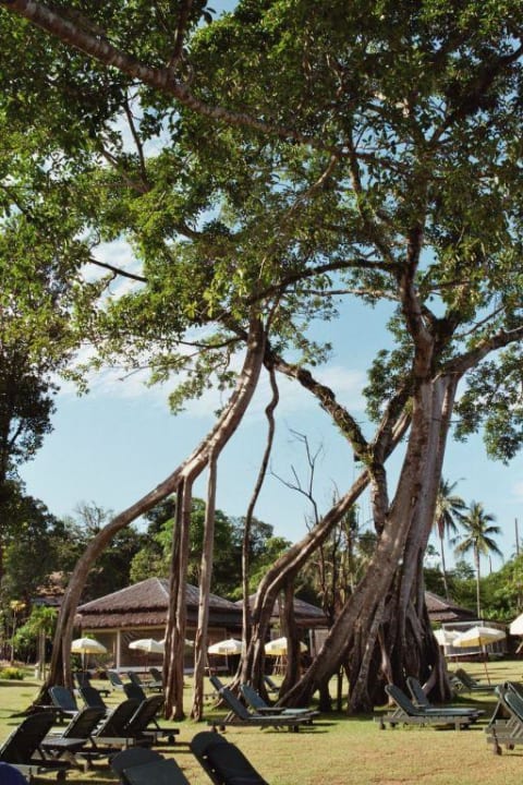 Liegewiese am Strand Khao Lak Merlin Resort