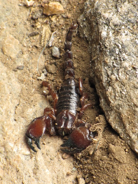 Skorpion im Außenbereich zwischen den Zimmern Hotel Tarangire Sopa Lodge