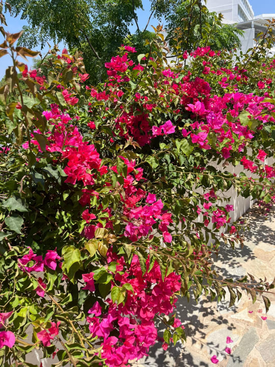 Gartenanlage Hotel Nissi Beach Resort