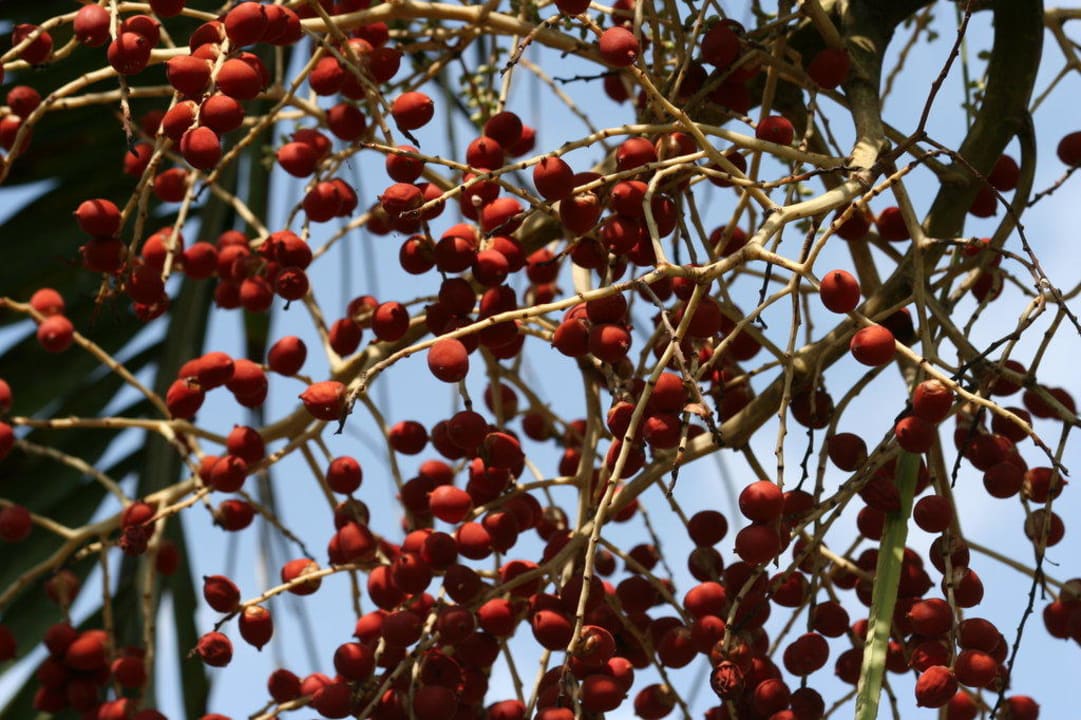 Ogród Hotel Voyager Beach Resort