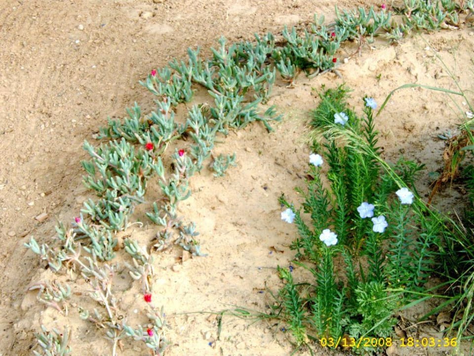 Blüten im Garten Hotel Sangho Club Zarzis