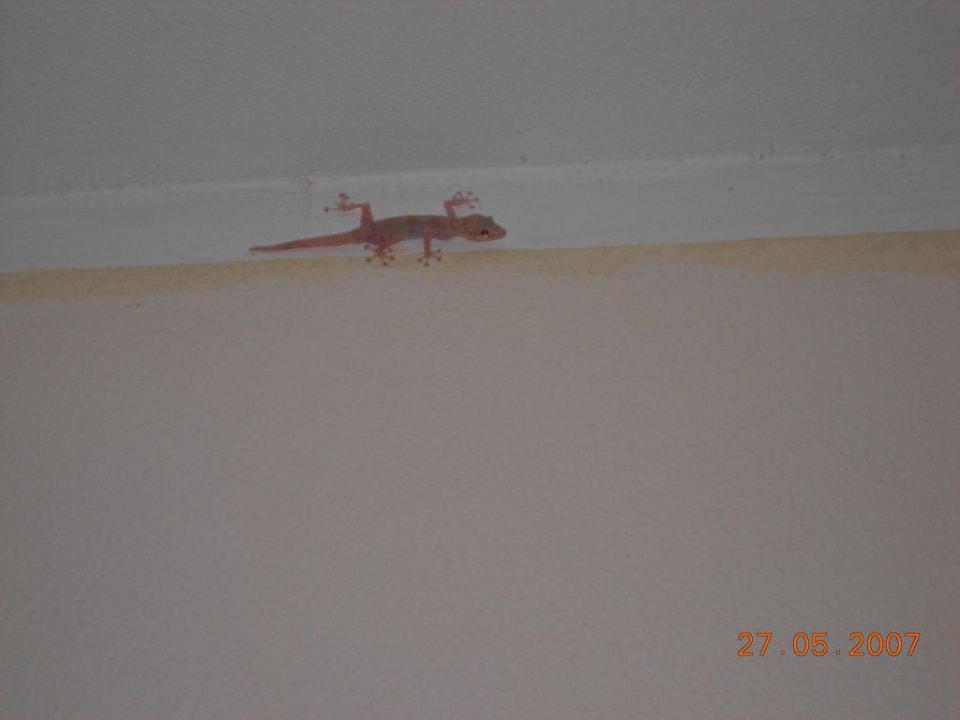 Hotelowa jaszczurka Desert Rose