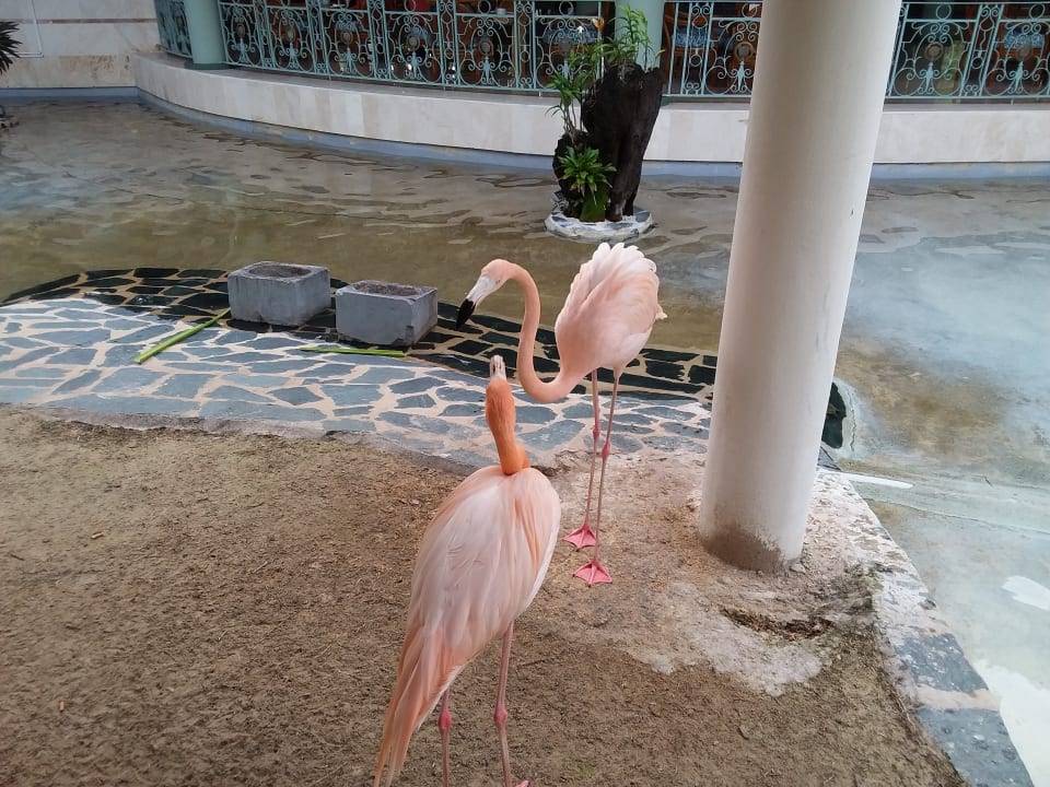 Diese Flamingos wohnen neben der Bar Iberostar Waves Costa Dorada