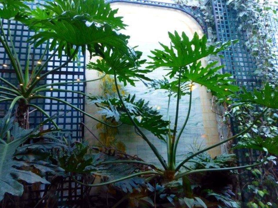 Blick aus dem Speisesaal auf eine begrünte Mauer Hotel Lisboa Plaza