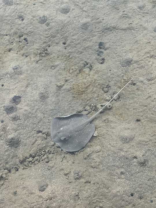 Strand Cleopatra Luxury Resort Makadi Bay