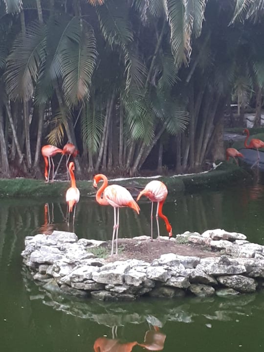 Sonstiges TRS Coral Hotel - Adults Only