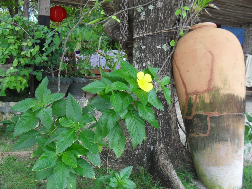 Ravenala Resort Restaurant Dekoration Ravenala Beach Resort