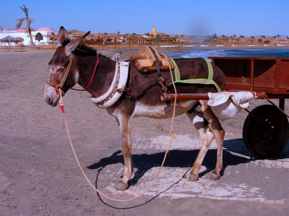 Hotelesel Three Corners Equinox Beach Resort