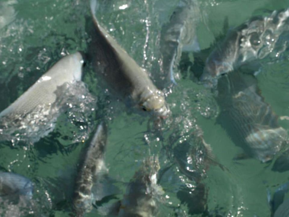 Am Hausriff Meeru Maldives Resort Island