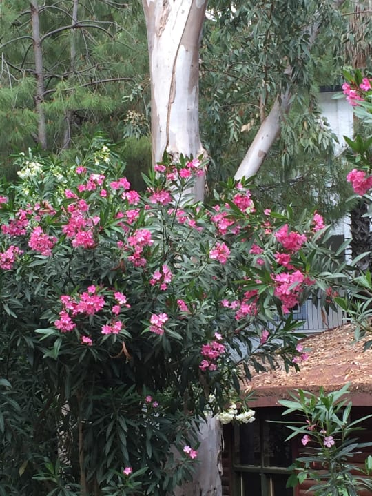 Strand Seaden Corolla Hotel