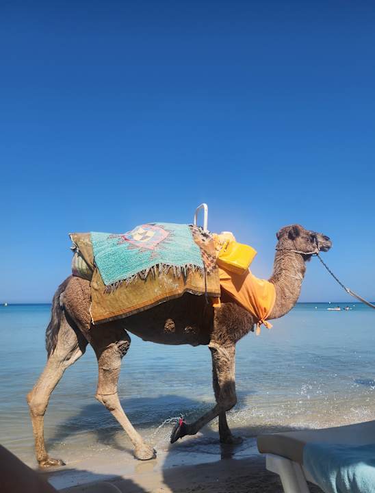 Strand Iberostar Selection Kuriat Palace