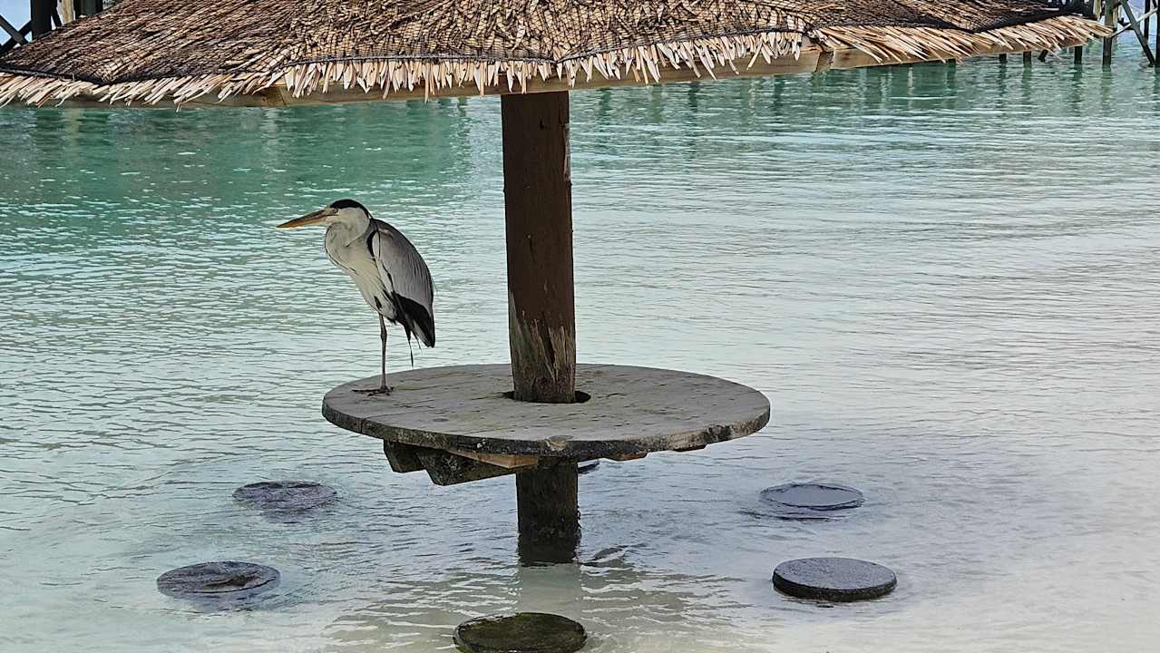 Ausblick Centara Ras Fushi Resort & Spa Maldives