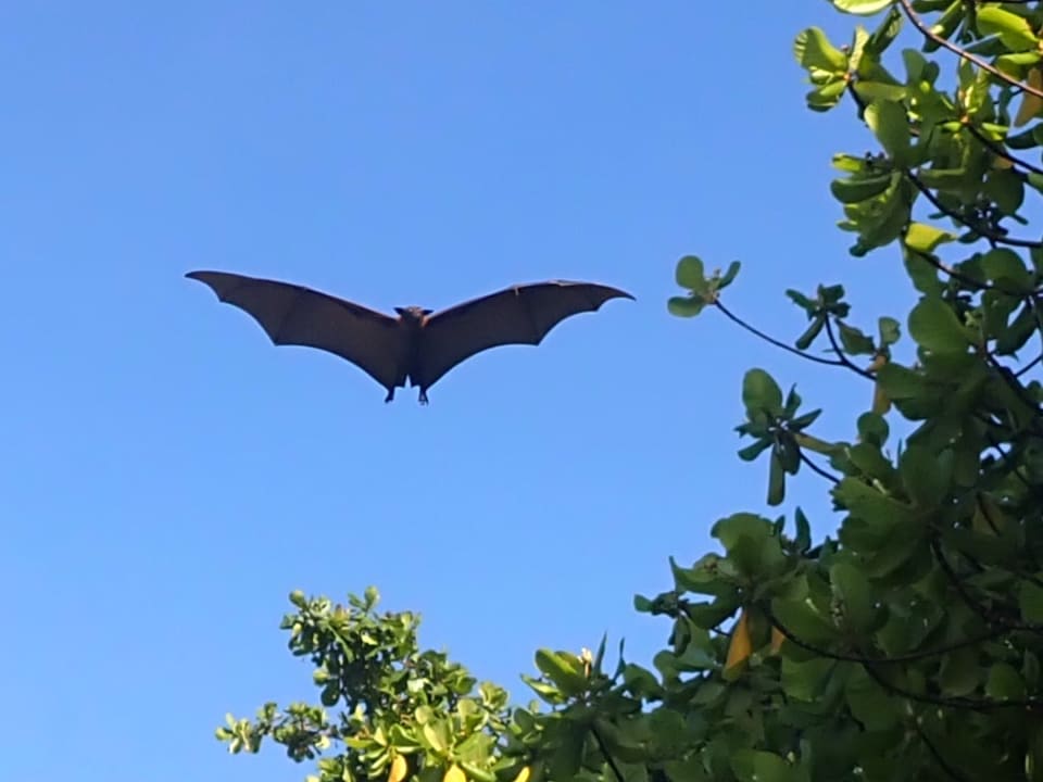 Gartenanlage Hondaafushi Island Resort