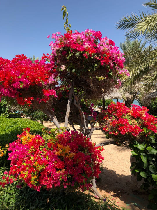 Gartenanlage Hotel Le Meridien Al Aqah Beach Resort