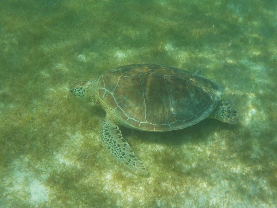 Ist sie nicht schön??? Akumal Bay Beach & Wellness Resort