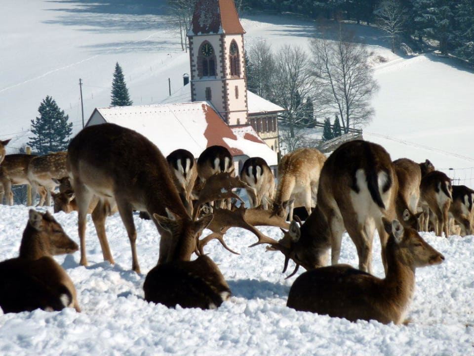 Eigenes Wildgehege des Hotel Adler Naturparkhotel Adler