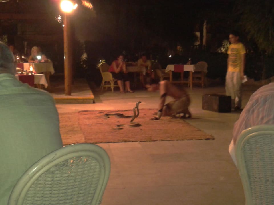 Oriental Show Ghazala Gardens