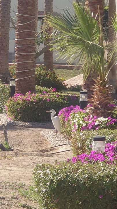 Gartenanlage Pharaoh Azur Resort