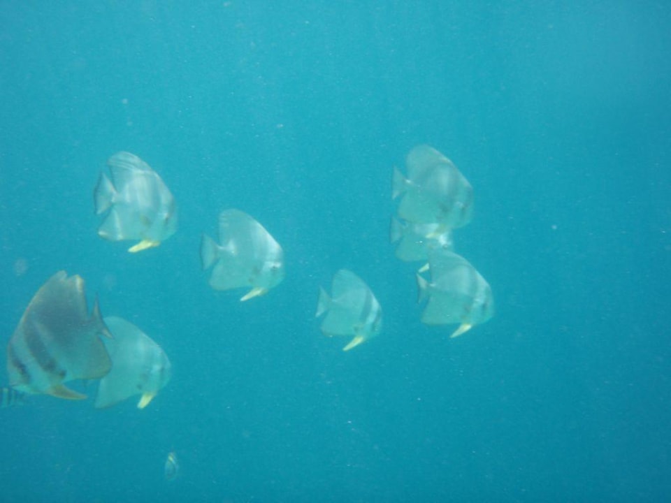Fledermausfische Eri Maldives