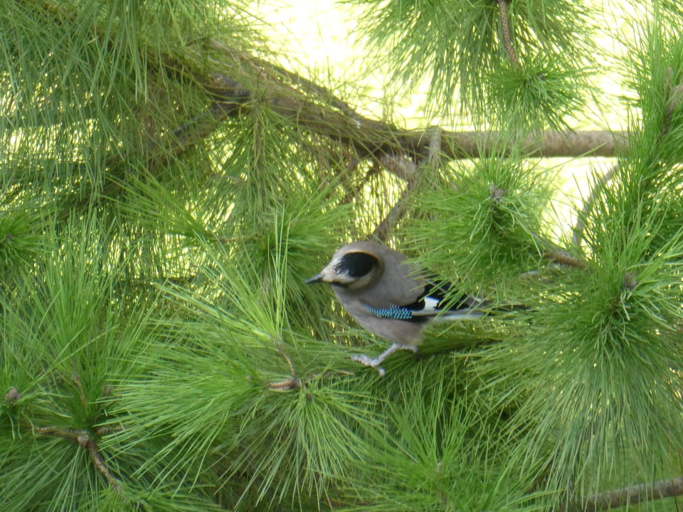 Gartenanlage Paloma Pasha