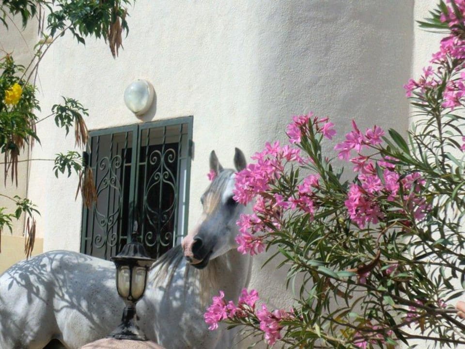Pferd im Garten Ranch El Castille Gästehaus