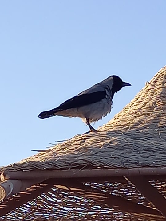 Sonstiges Jaz Makadi Saraya Resort