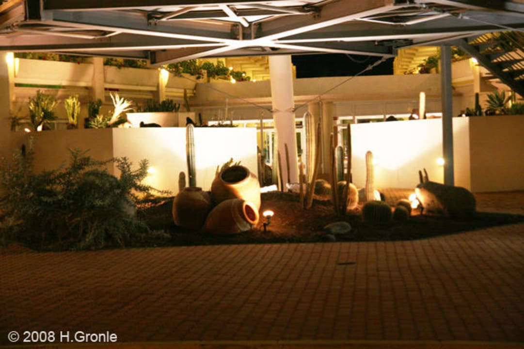 Bei Nacht Tabaiba Princess
